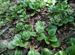 Грушанка круглолистная – Pyrola rotundifolia L.