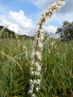 Клопогон простой — Cimicifuga simplex (DC.) Wormsk. ex Turcz.