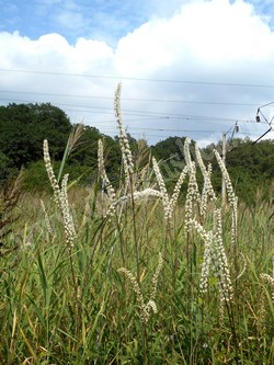 Клопогон простой — Cimicifuga simplex (DC.) Wormsk. ex Turcz.