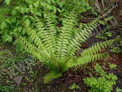 Осмунда азиатская — Osmundastrum asiaticum (Fernald) Tagawa