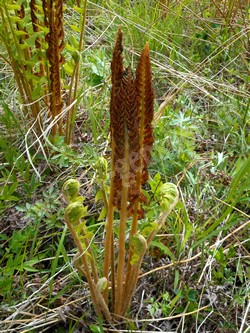 Осмунда азиатская — Osmundastrum asiaticum (Fernald) Tagawa