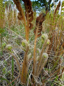 Осмунда азиатская — Osmundastrum asiaticum (Fernald) Tagawa