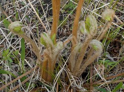 Осмунда азиатская — Osmundastrum asiaticum (Fernald) Tagawa