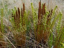 Осмунда азиатская — Osmundastrum asiaticum (Fernald) Tagawa