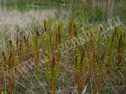 Осмунда азиатская — Osmundastrum asiaticum (Fernald) Tagawa