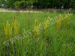 Осмунда азиатская — Osmundastrum asiaticum (Fernald) Tagawa