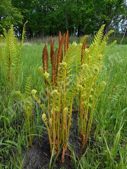 Осмунда азиатская — Osmundastrum asiaticum (Fernald) Tagawa