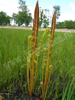 Осмунда азиатская — Osmundastrum asiaticum (Fernald) Tagawa