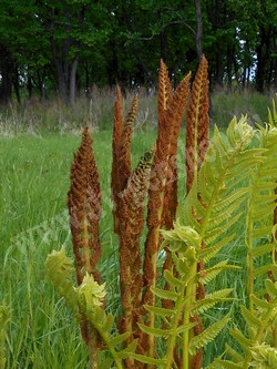 Осмунда азиатская — Osmundastrum asiaticum (Fernald) Tagawa