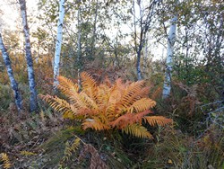 Осмунда азиатская — Osmundastrum asiaticum (Fernald) Tagawa