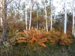 Осмунда азиатская — Osmundastrum asiaticum (Fernald) Tagawa