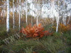 Осмунда азиатская — Osmundastrum asiaticum (Fernald) Tagawa