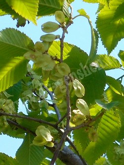 Вяз (ильм) японский, сродный, долинный – Ulmus japonica (Rehder) Sarg.