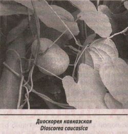 Диоскорея кавказская - Dioscorea caucasica